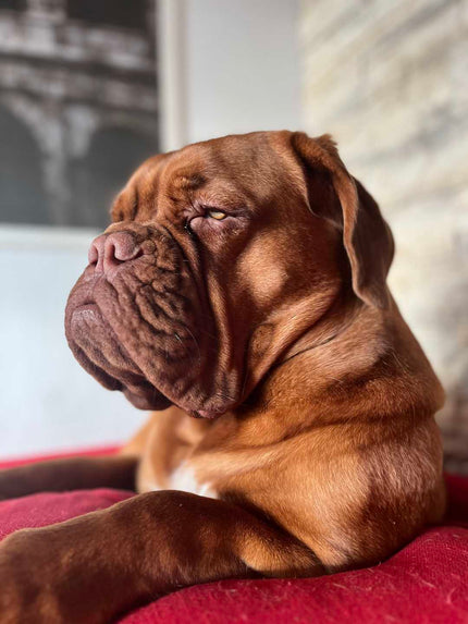 Czy świece Oyasumi są bezpieczne dla psów?